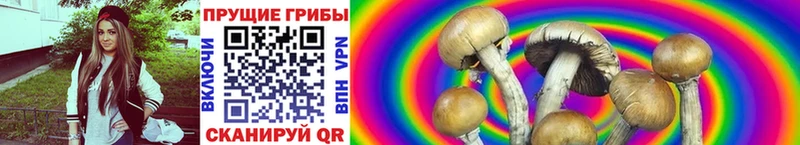 Псилоцибиновые грибы Psilocybe  купить закладку  Шелехов 
